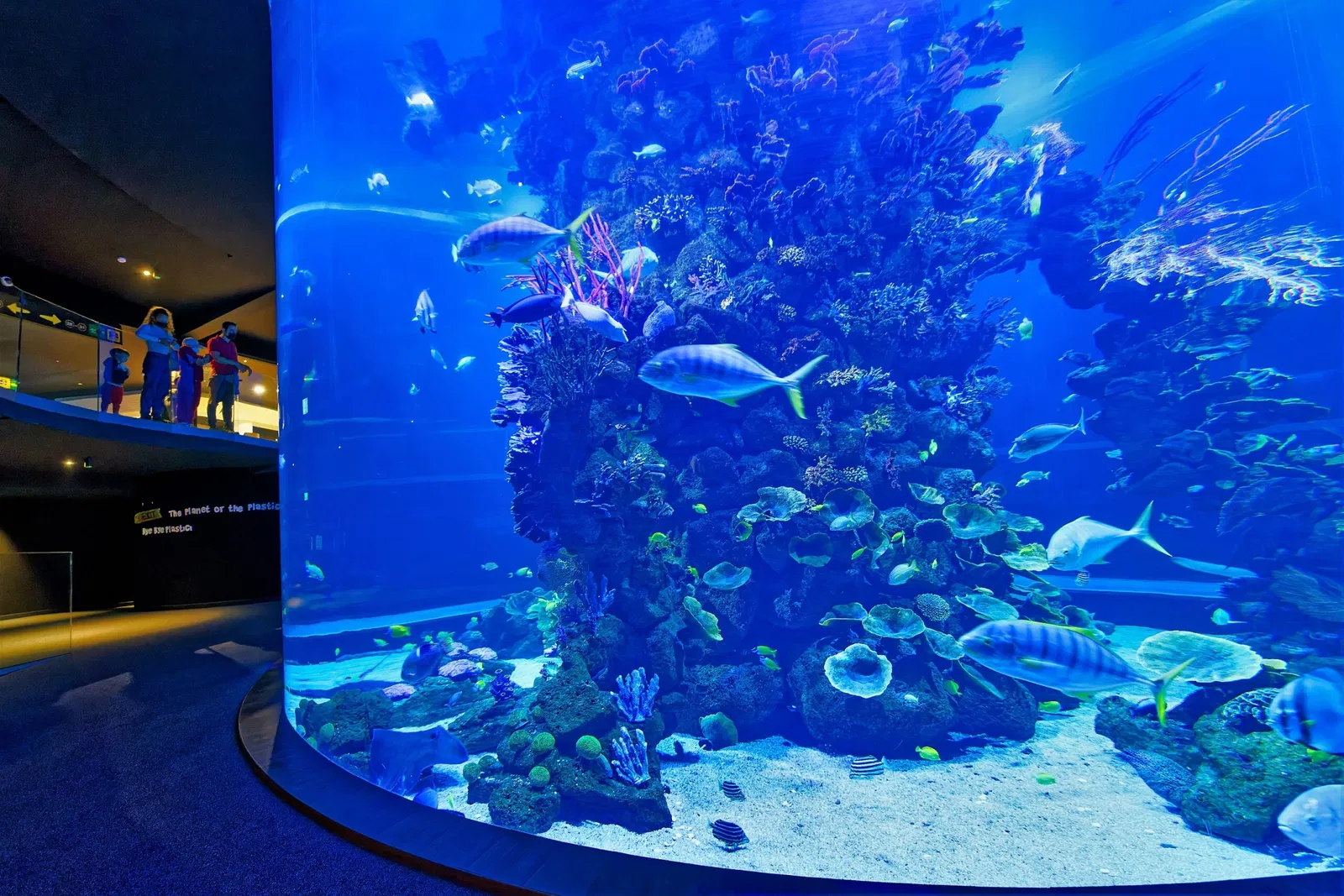 Poem of the Sea - Aquarium Gran Canaria