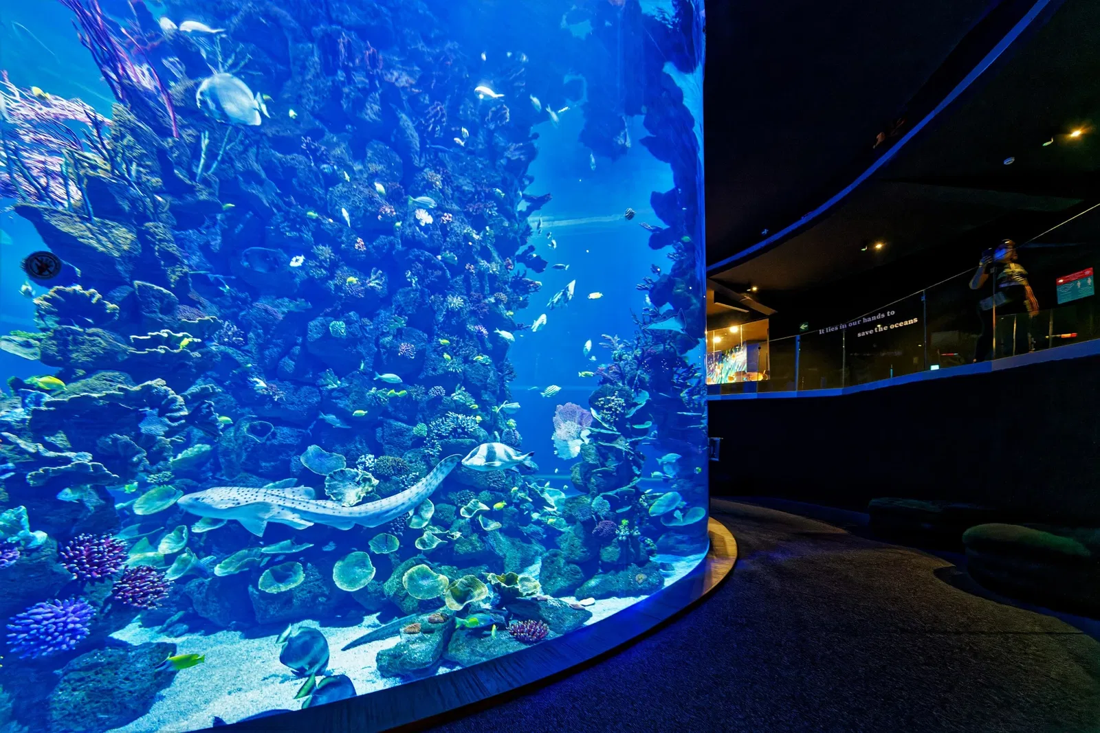 Poem of the Sea - Aquarium Gran Canaria
