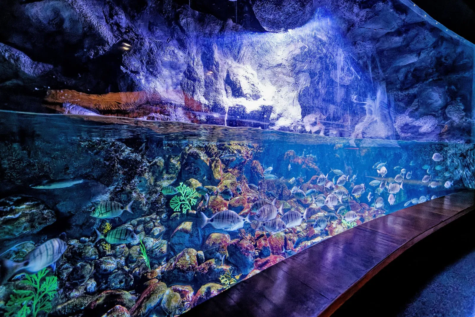 Poem of the Sea - Aquarium Gran Canaria