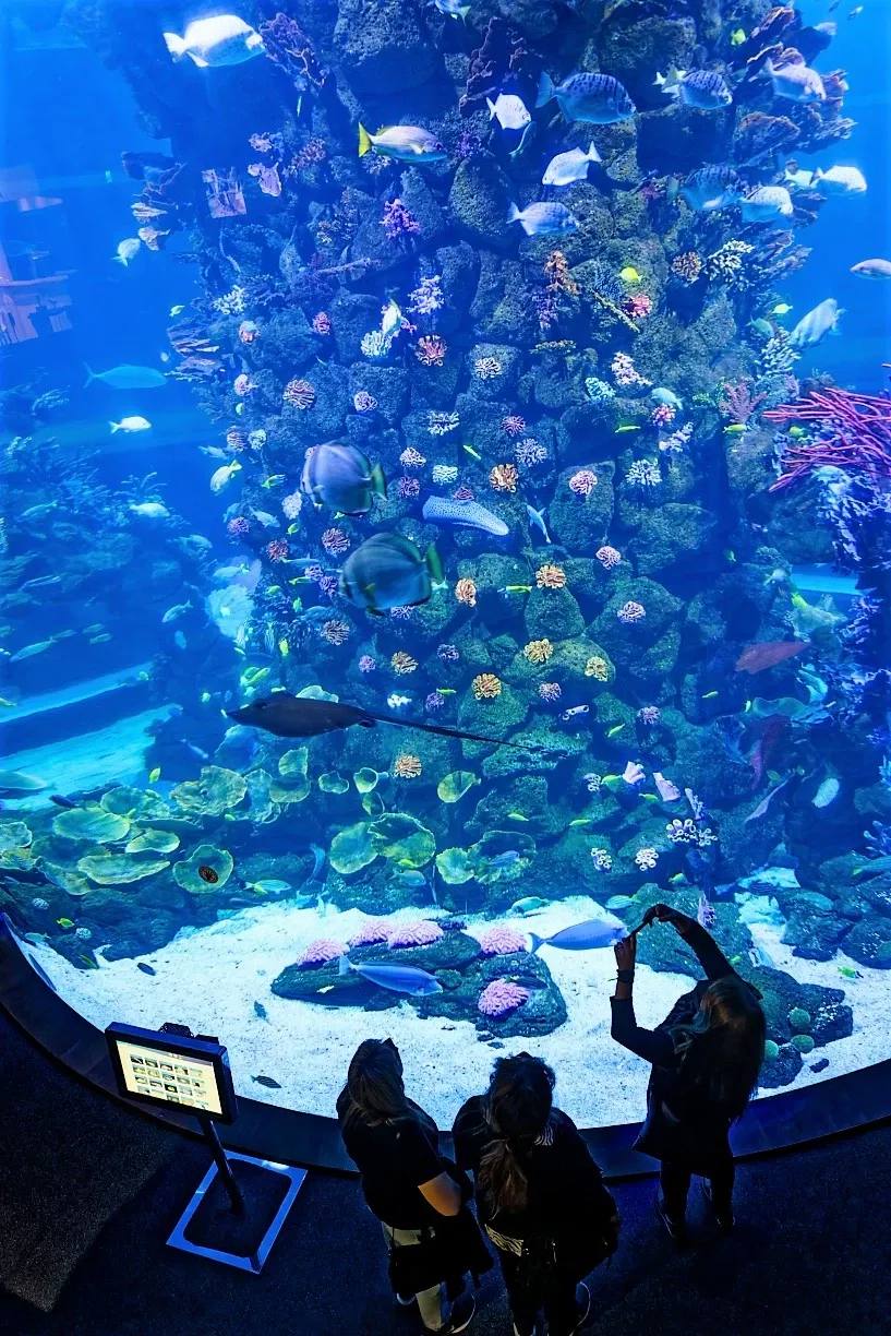 Poem of the Sea - Aquarium Gran Canaria