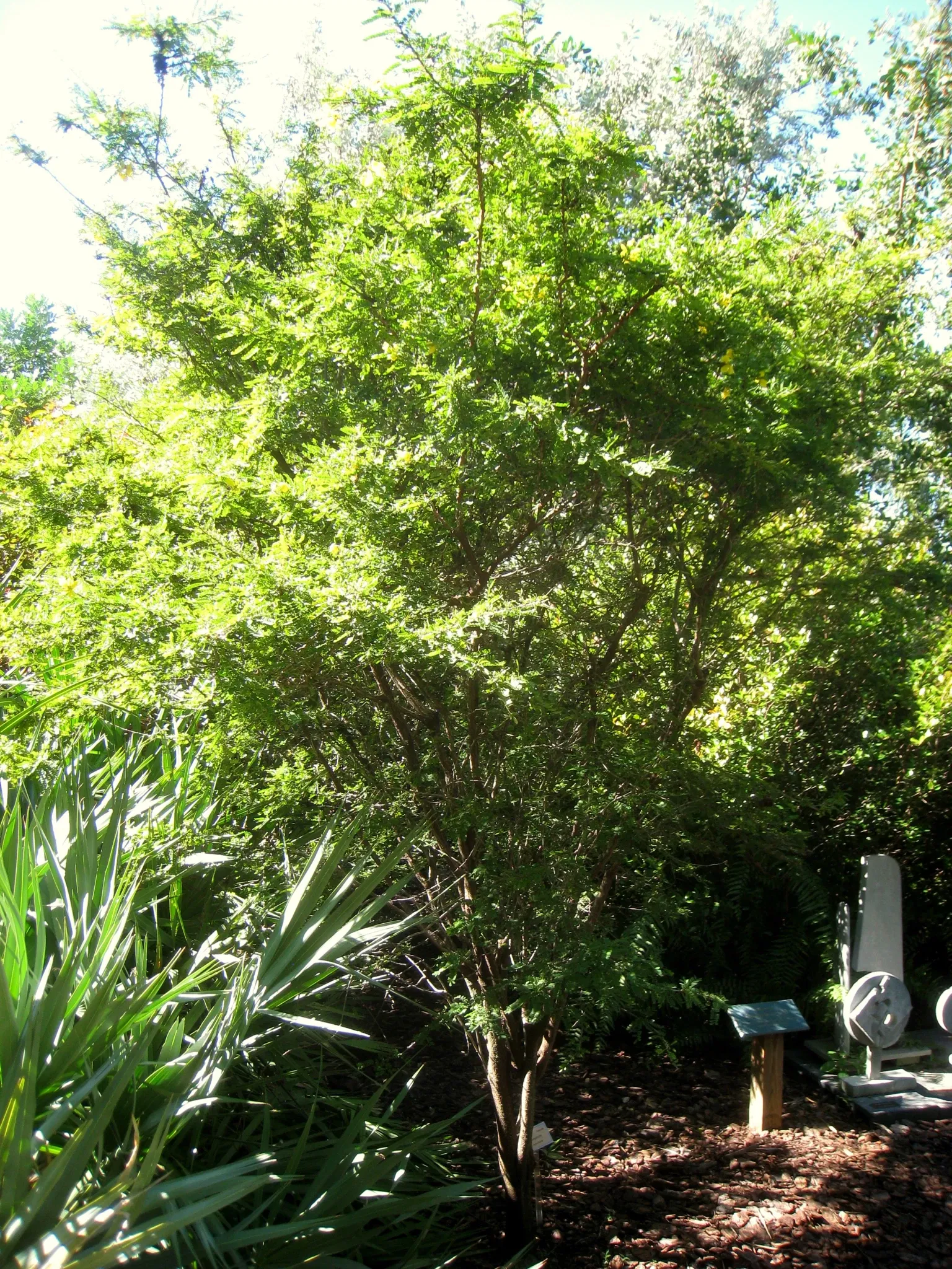 Jardín botánico de Miami Beach
