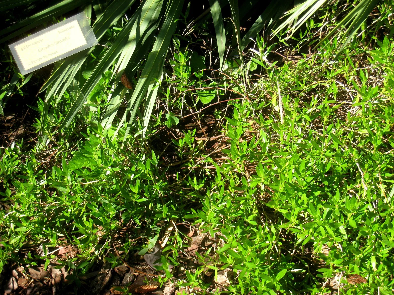 Miami Beach Botanical Garden