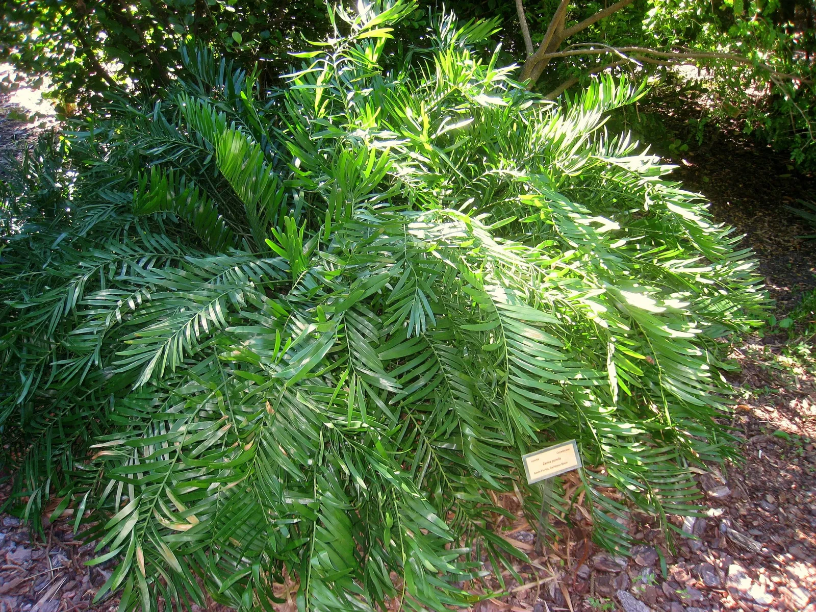 Jardín botánico de Miami Beach