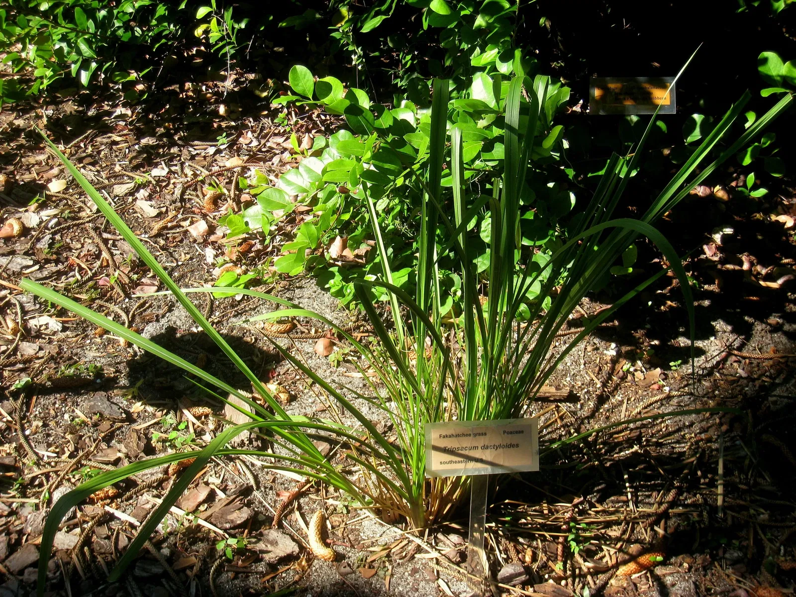 Miami Beach Botanical Garden