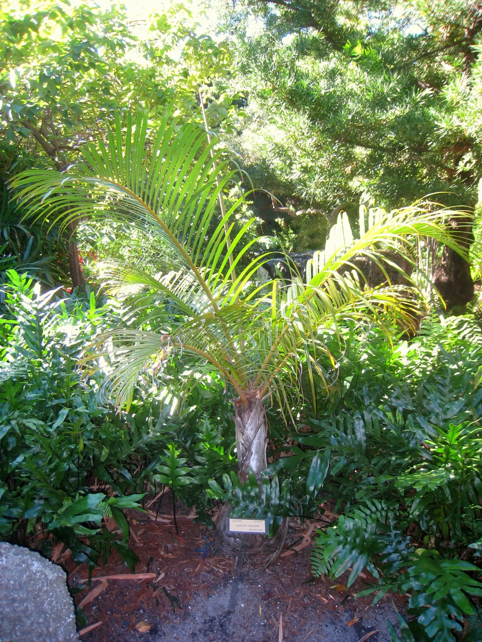Jardín botánico de Miami Beach
