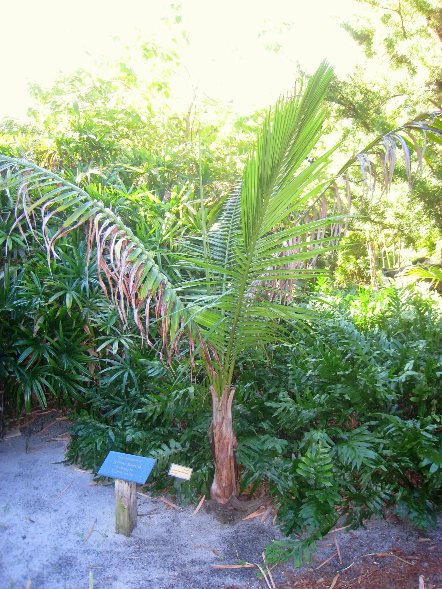 Jardín botánico de Miami Beach