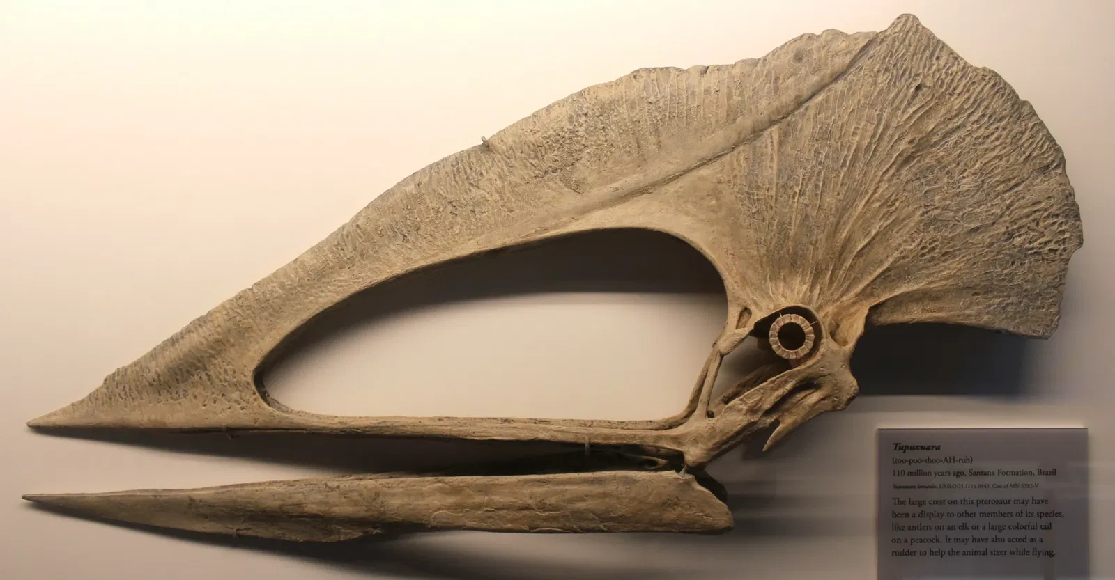 University of Michigan Museum of Natural History