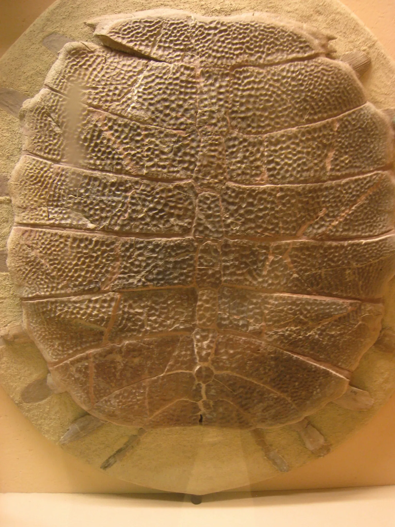 University of Michigan Museum of Natural History