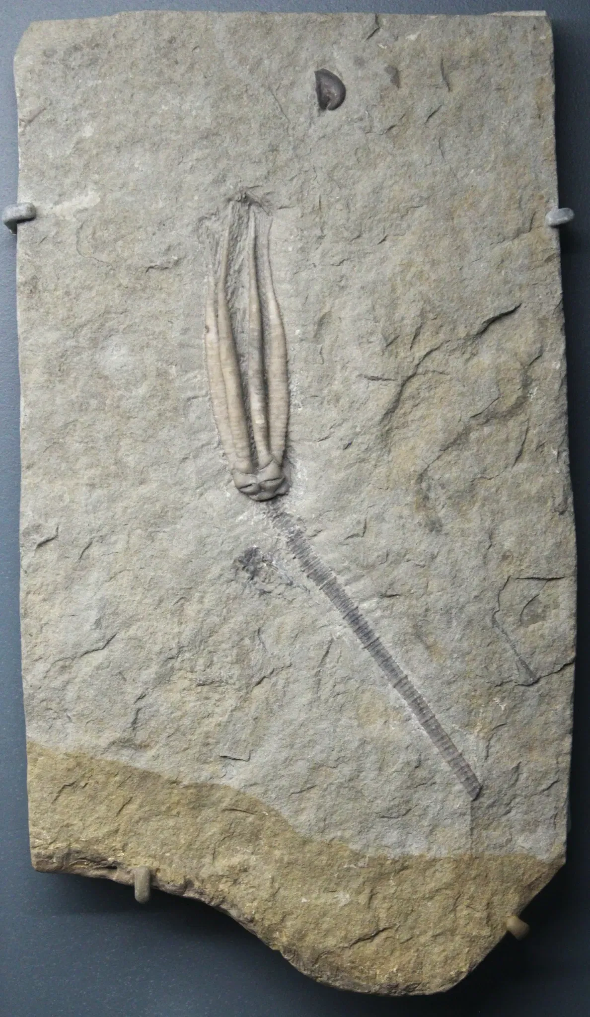 University of Michigan Museum of Natural History