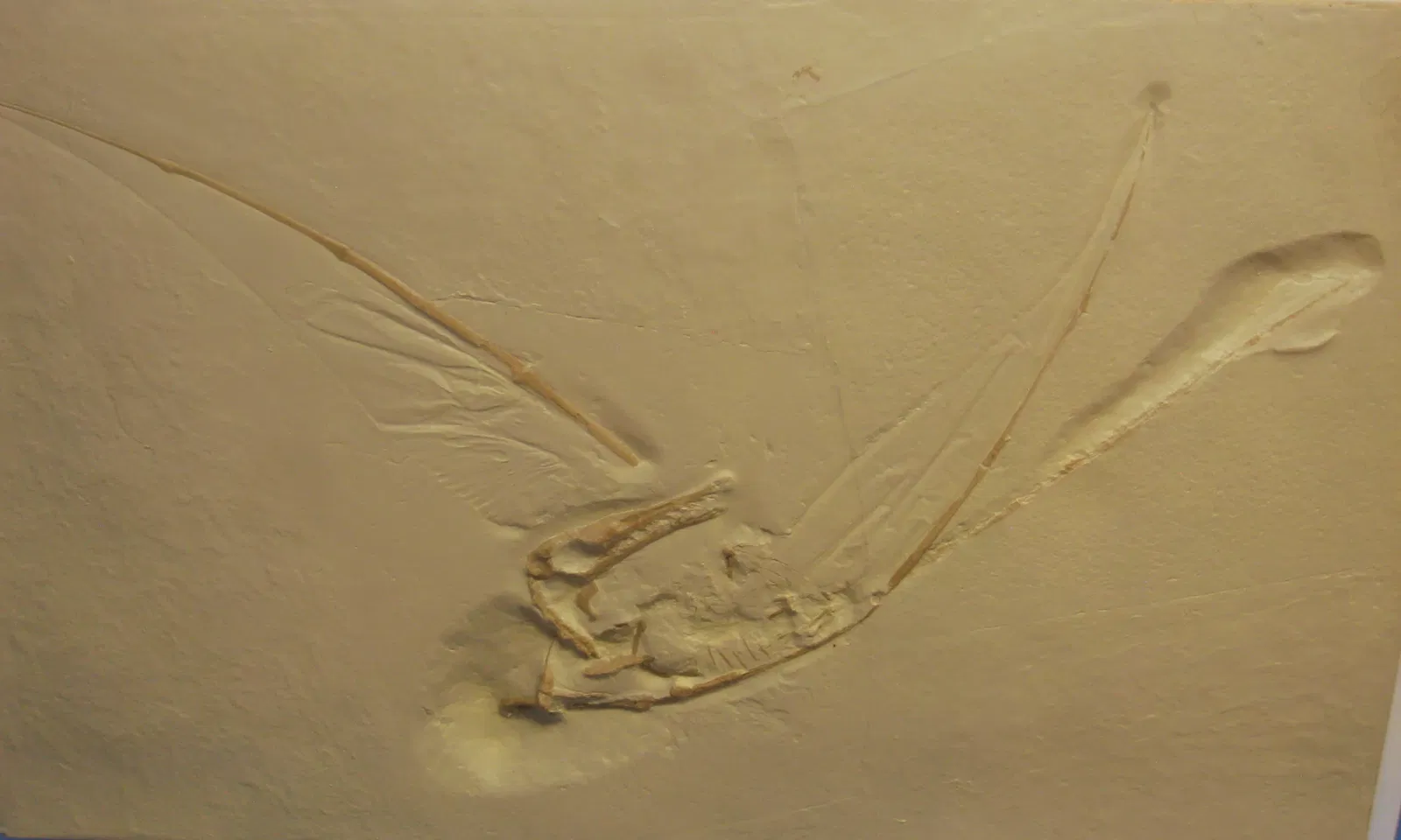 University of Michigan Museum of Natural History