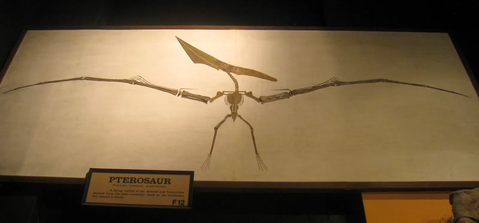 University of Michigan Museum of Natural History