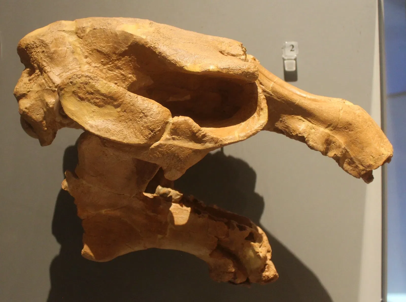 University of Michigan Museum of Natural History