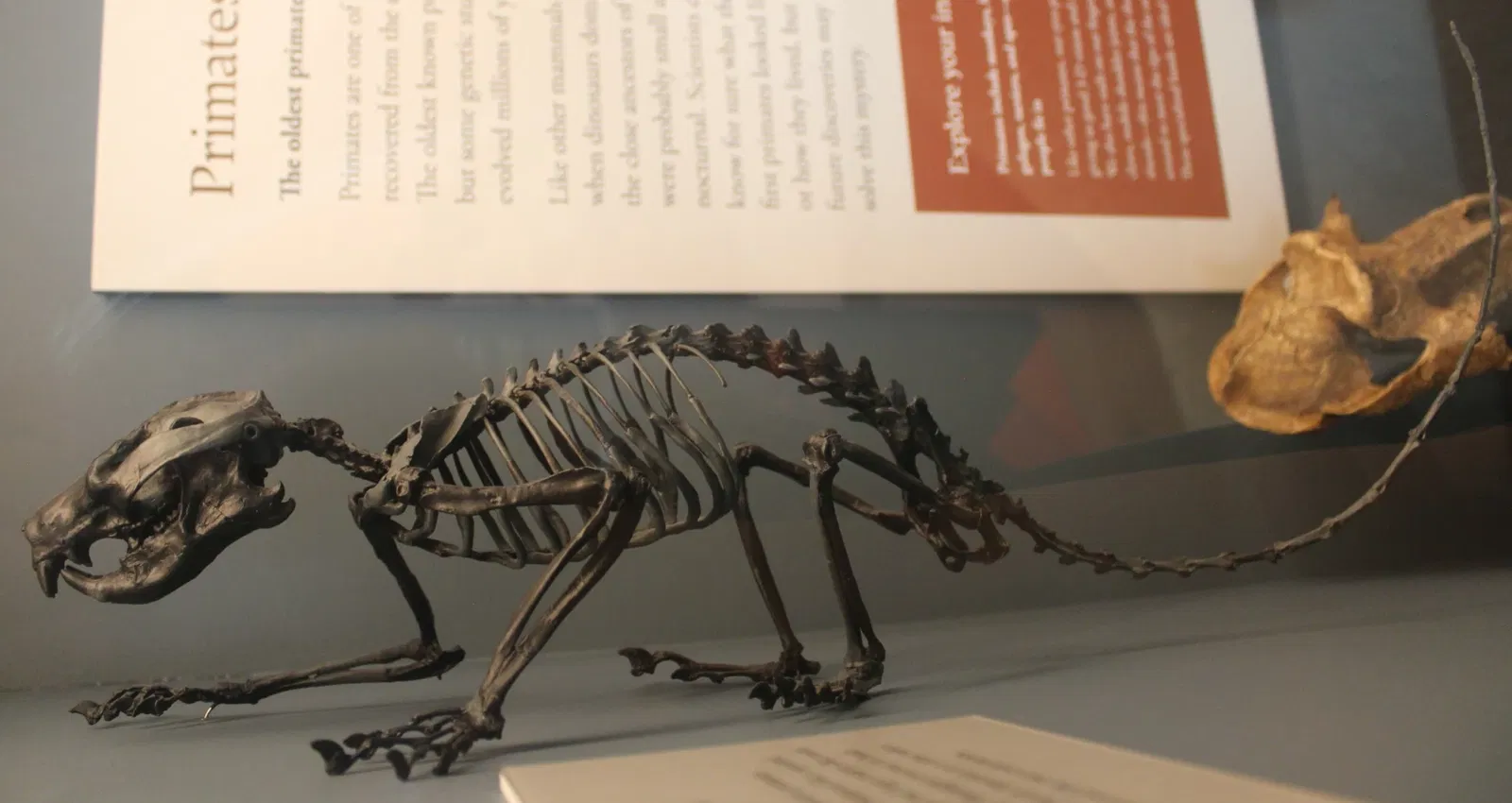 University of Michigan Museum of Natural History