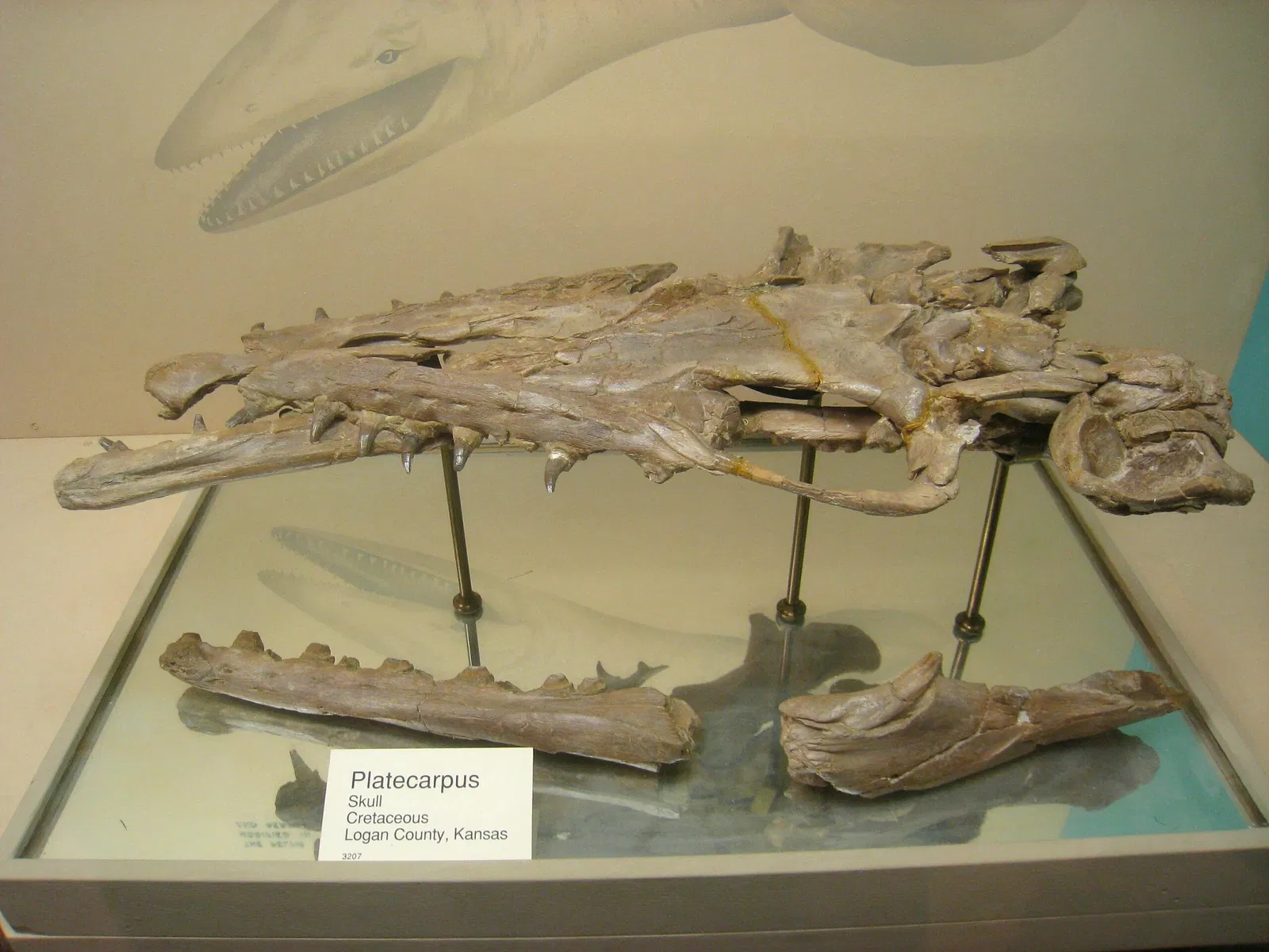 University of Michigan Museum of Natural History