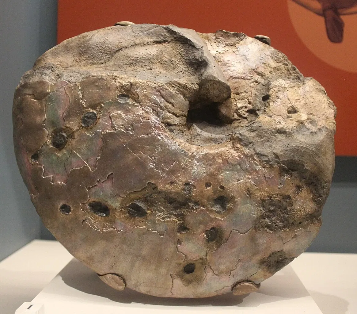 University of Michigan Museum of Natural History