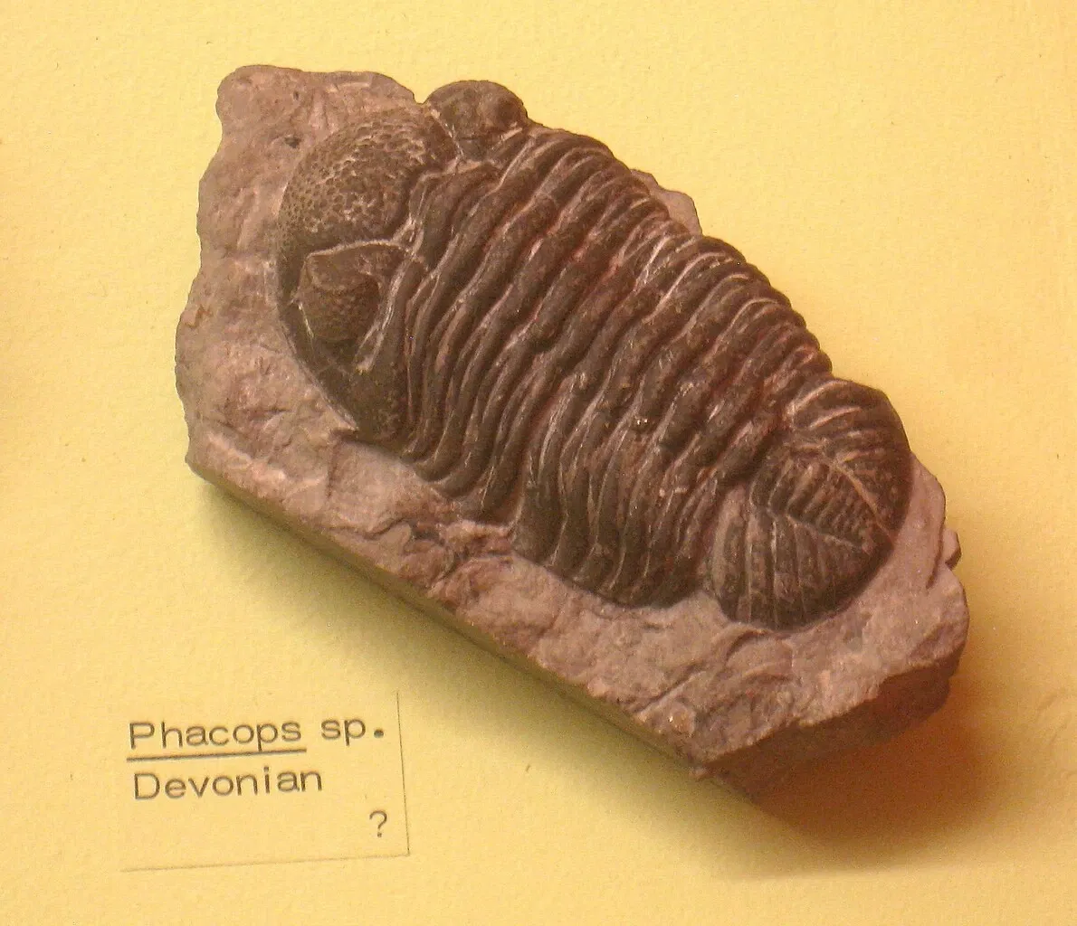 University of Michigan Museum of Natural History