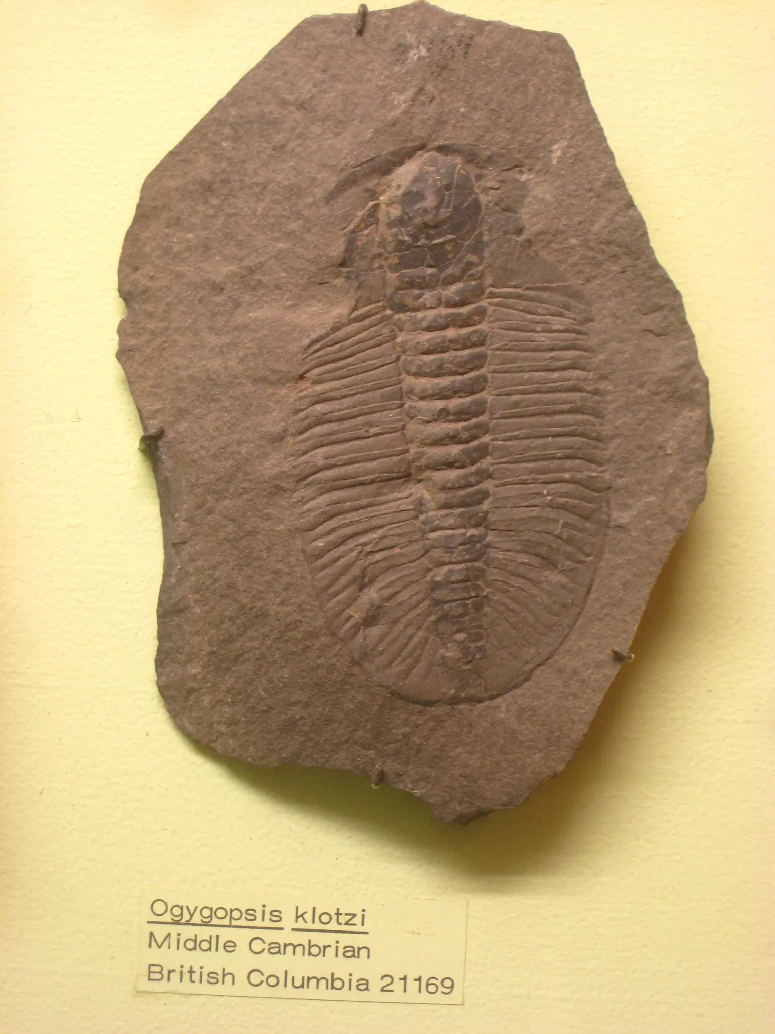 University of Michigan Museum of Natural History