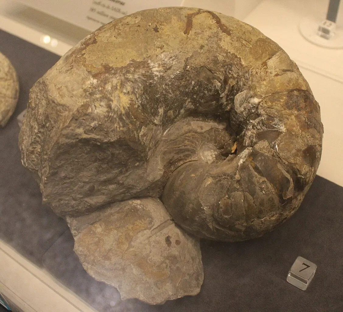 University of Michigan Museum of Natural History