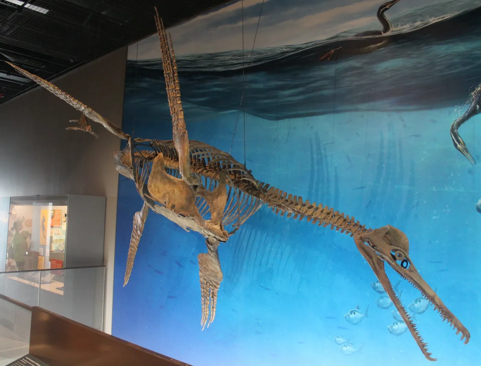 University of Michigan Museum of Natural History