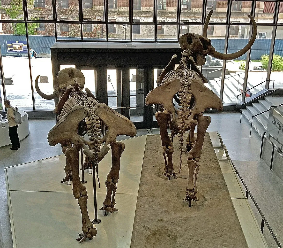 University of Michigan Museum of Natural History