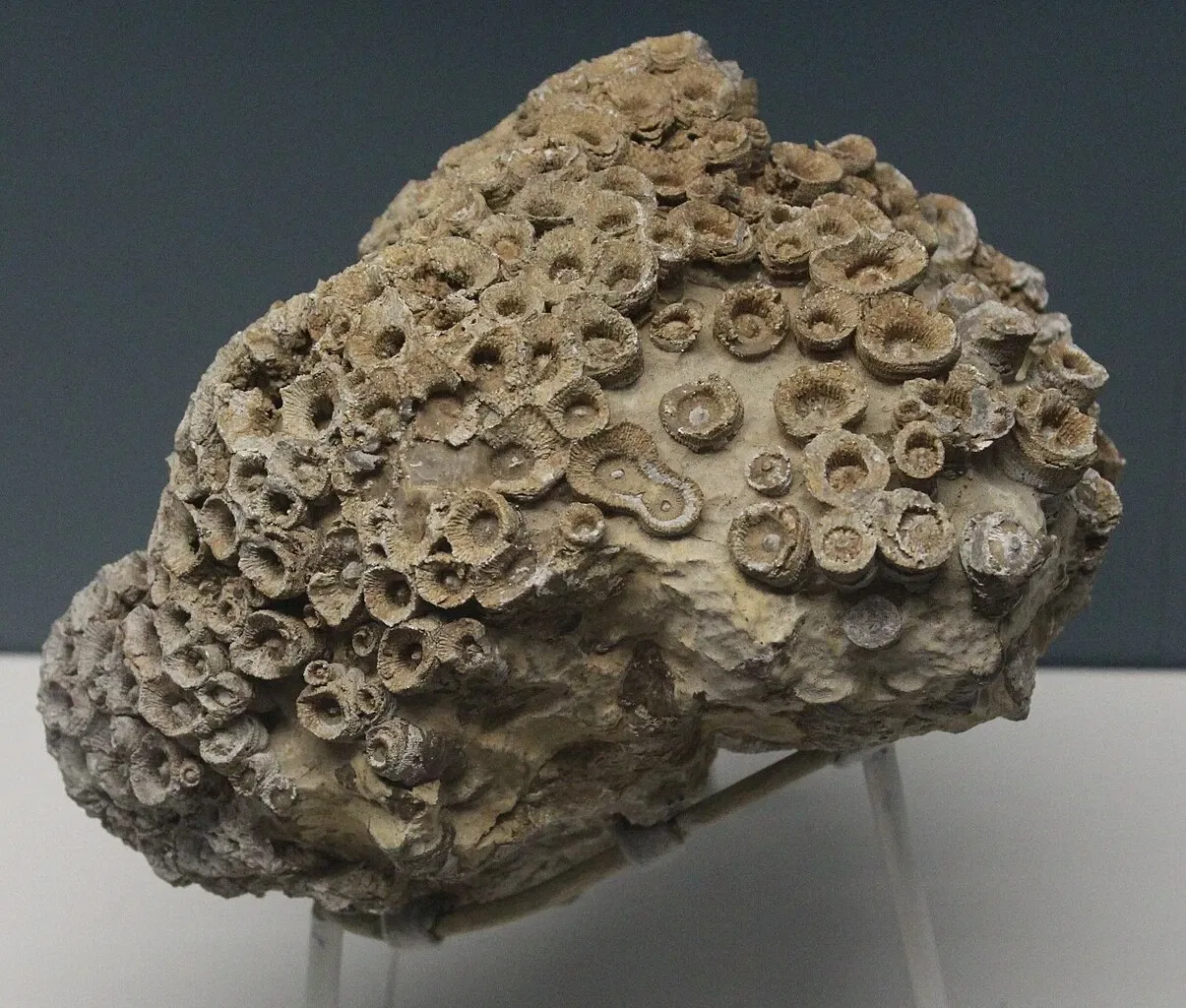 University of Michigan Museum of Natural History