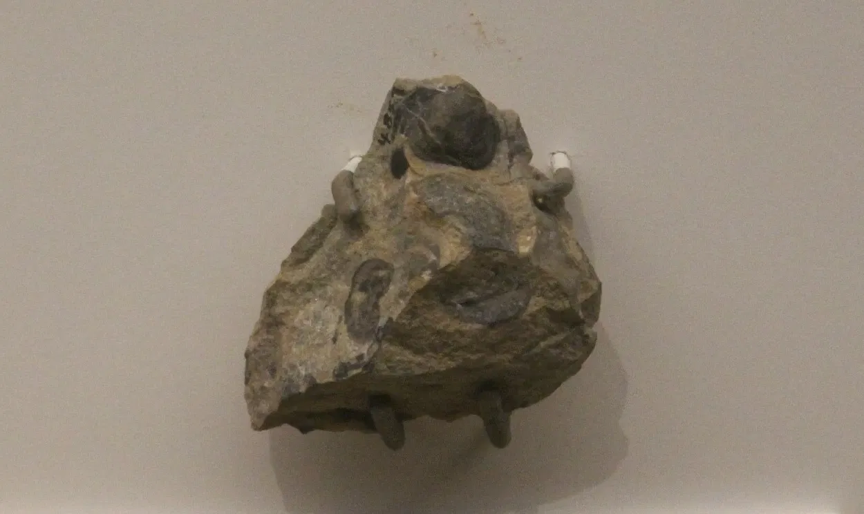 University of Michigan Museum of Natural History