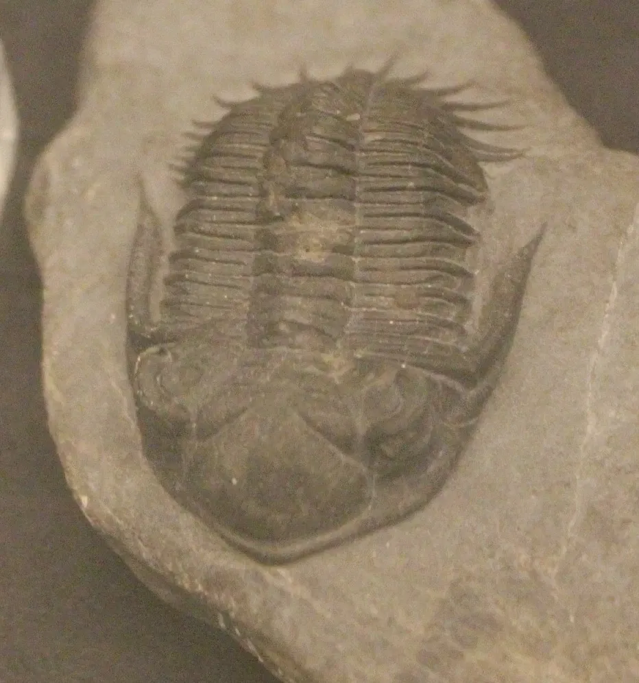 University of Michigan Museum of Natural History