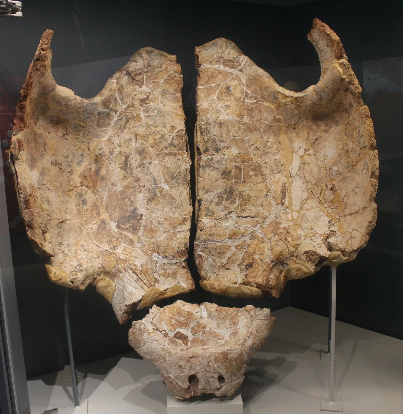 University of Michigan Museum of Natural History