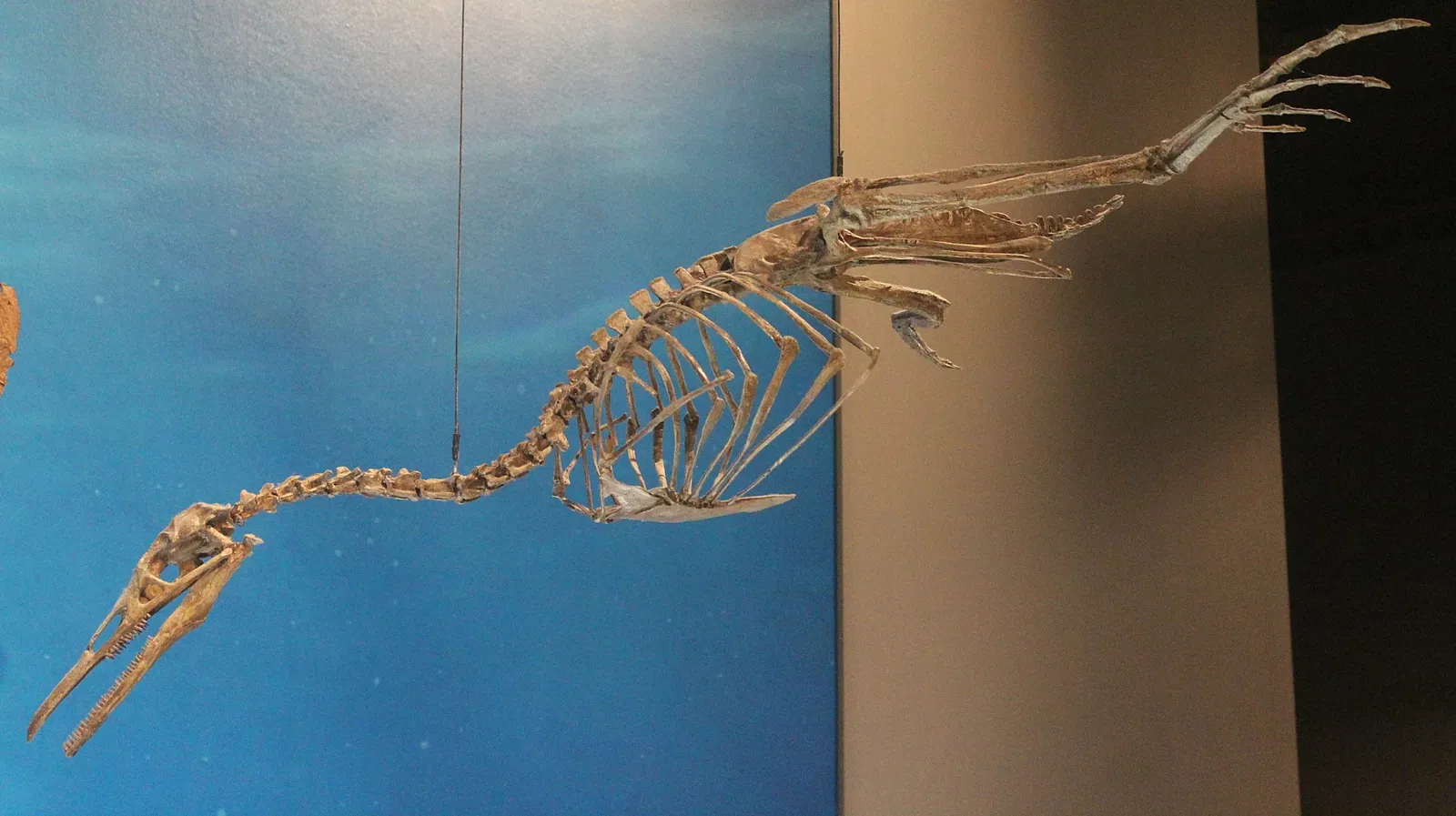 University of Michigan Museum of Natural History