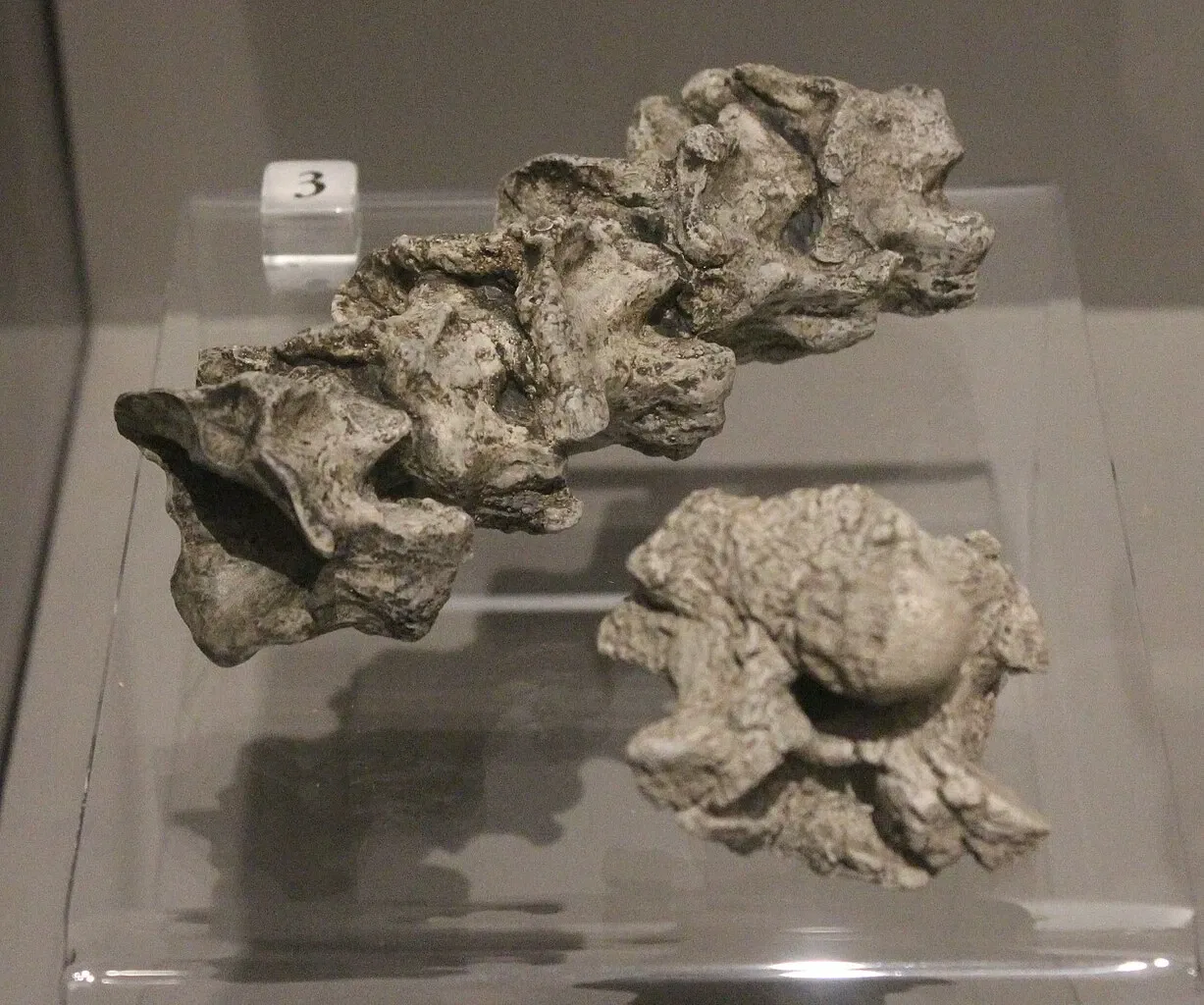 University of Michigan Museum of Natural History