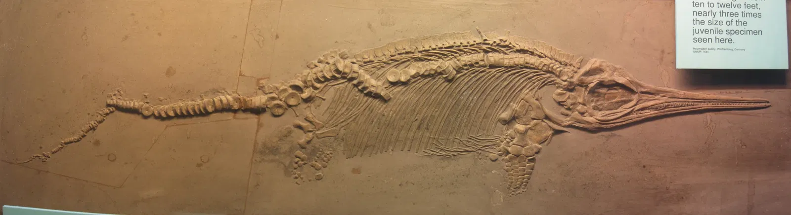 University of Michigan Museum of Natural History