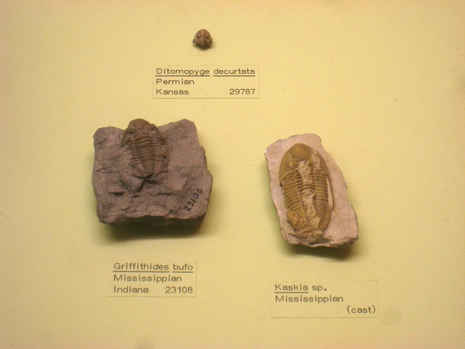 University of Michigan Museum of Natural History