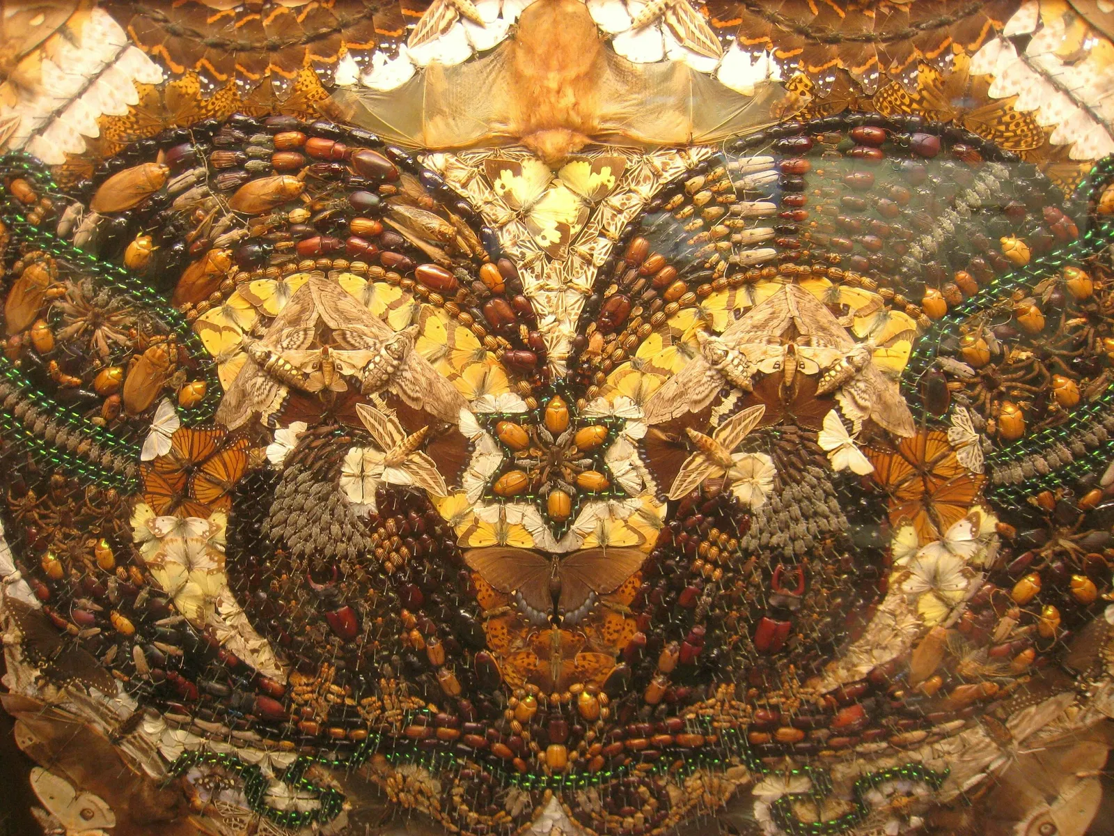 University of Michigan Museum of Natural History