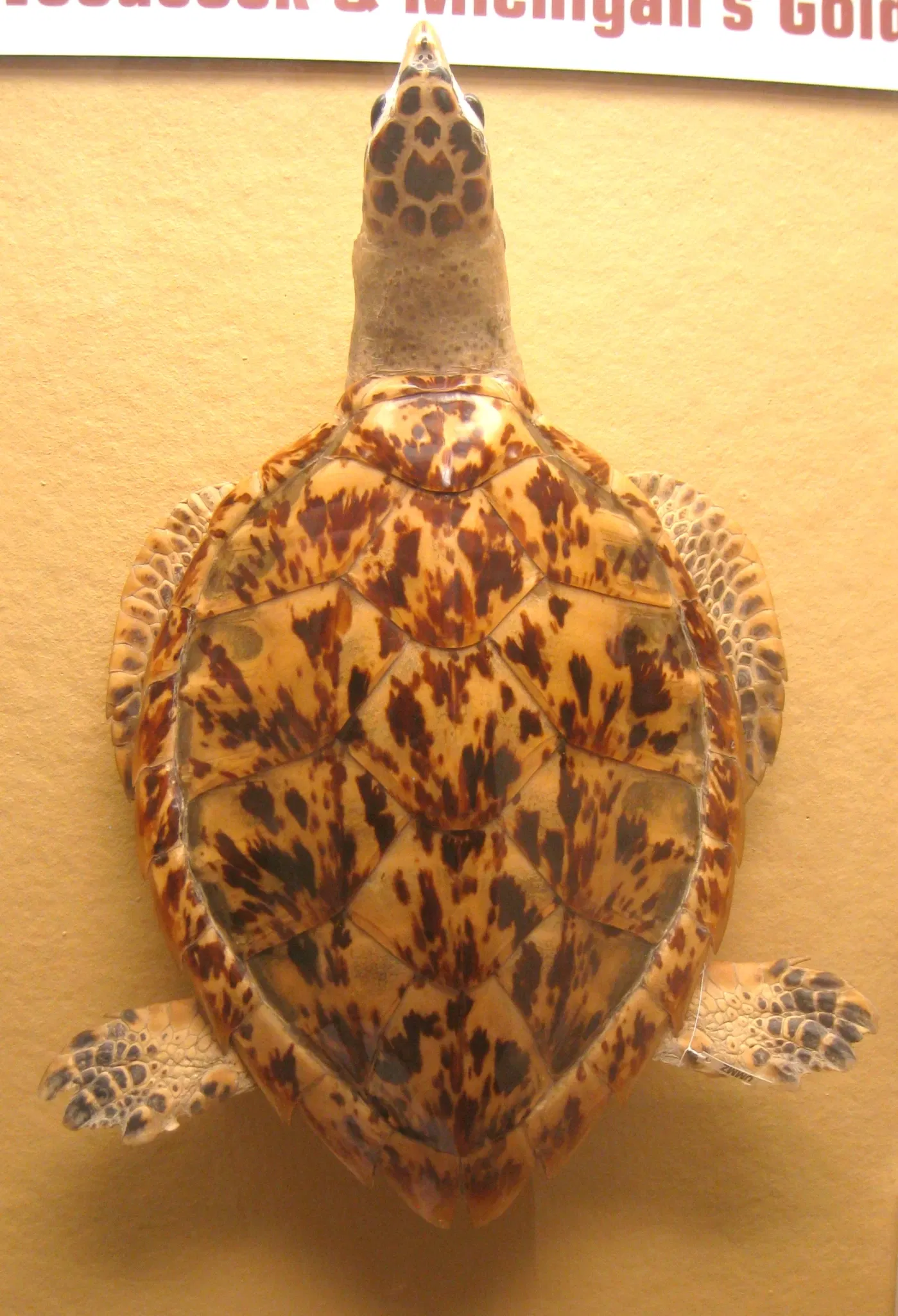 University of Michigan Museum of Natural History