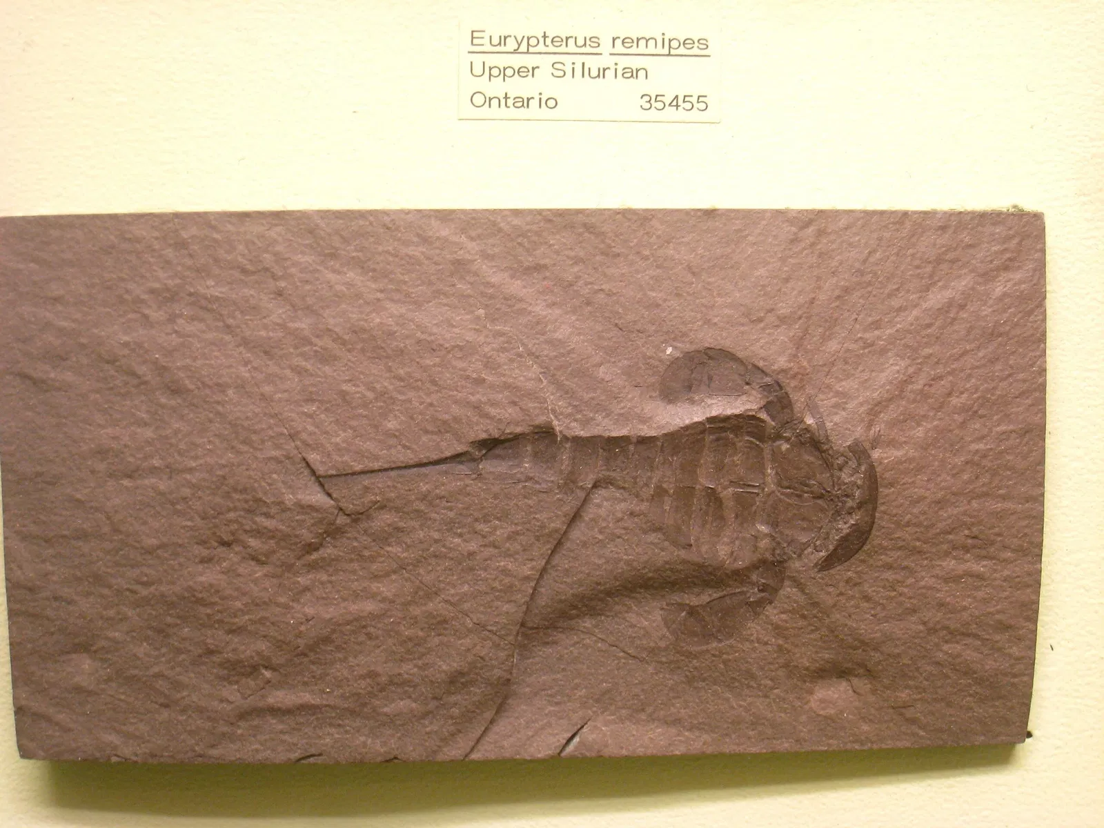 University of Michigan Museum of Natural History