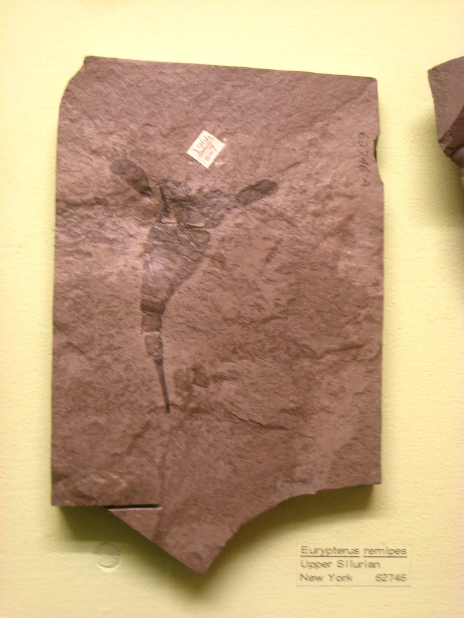 University of Michigan Museum of Natural History