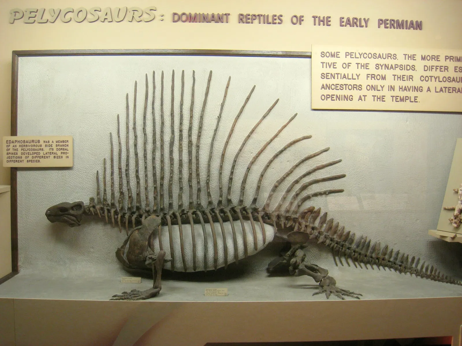 University of Michigan Museum of Natural History