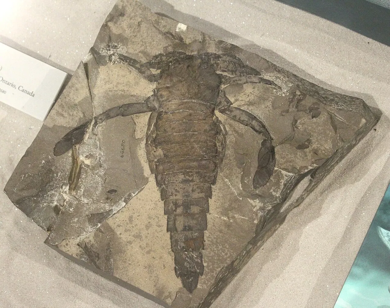 University of Michigan Museum of Natural History