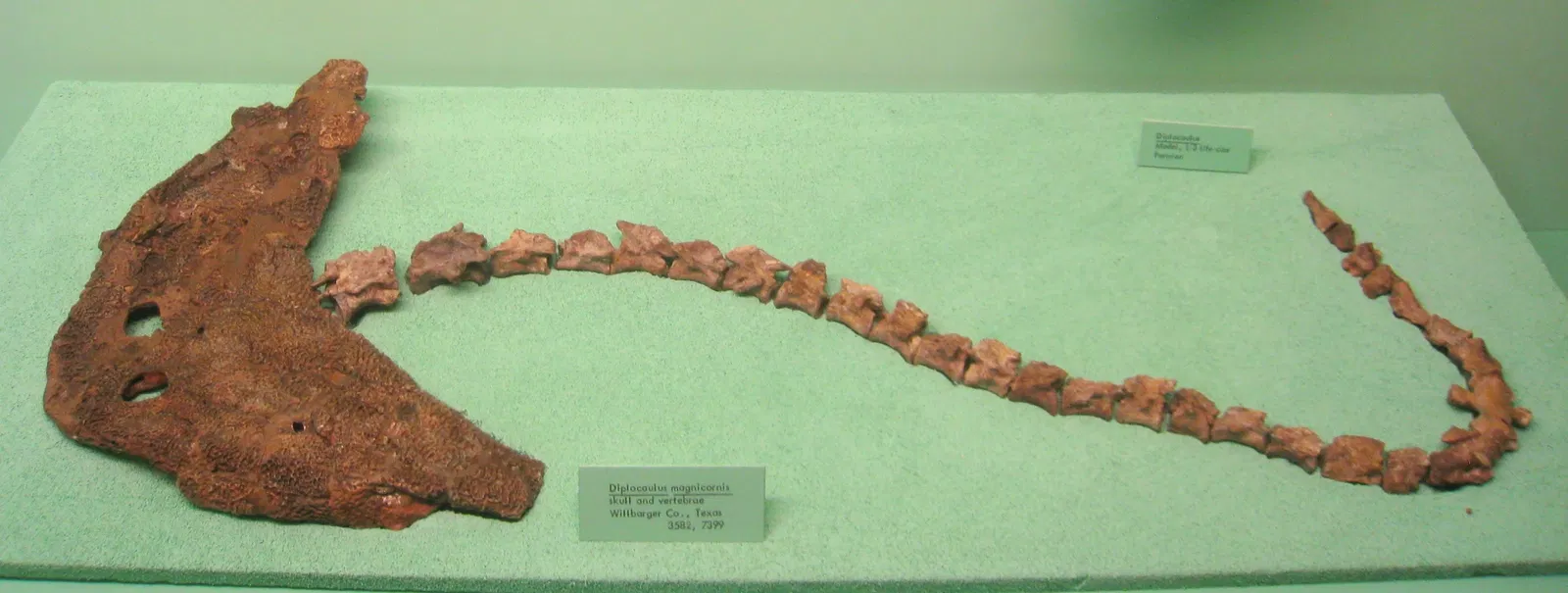 University of Michigan Museum of Natural History