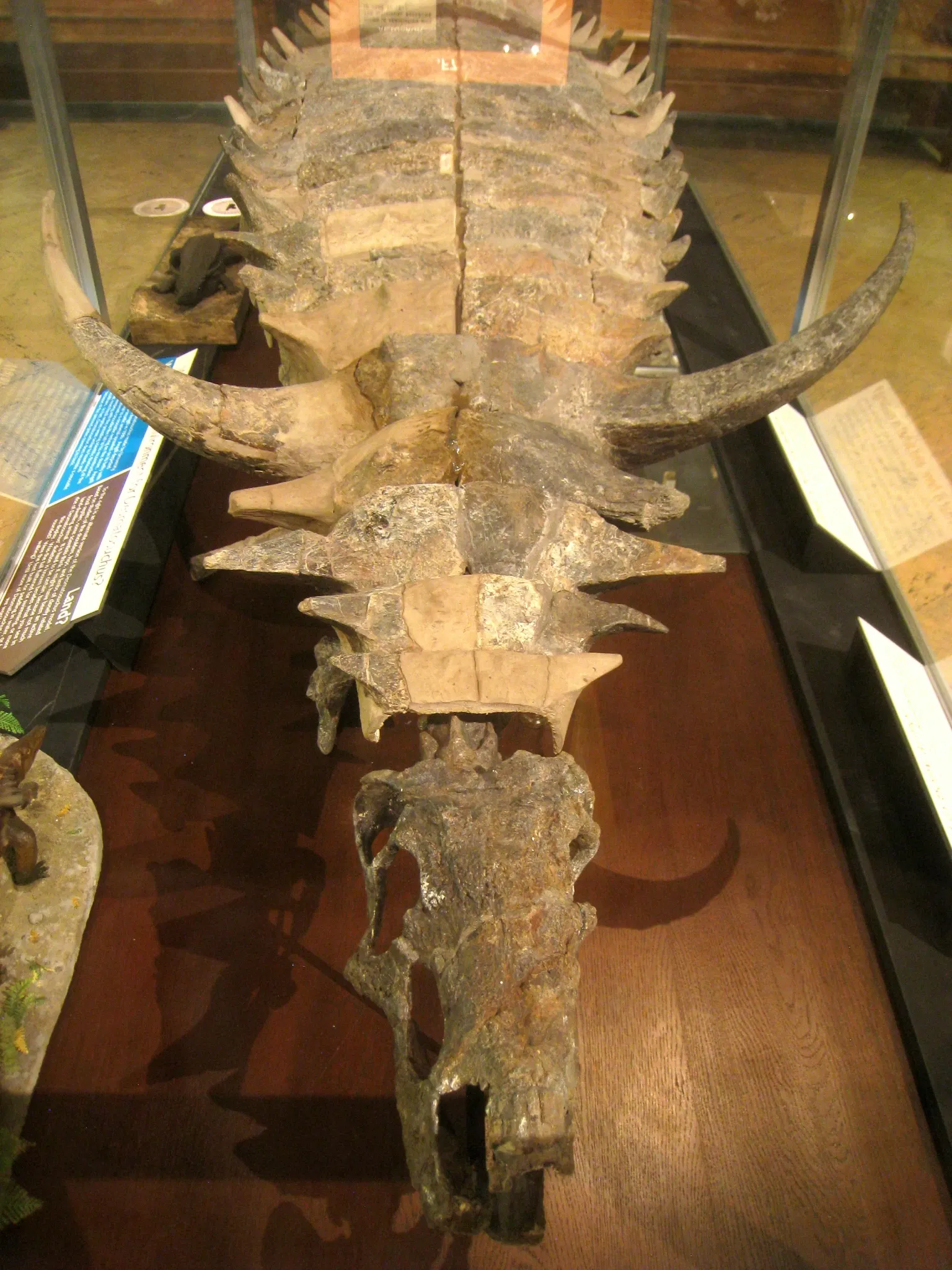 University of Michigan Museum of Natural History