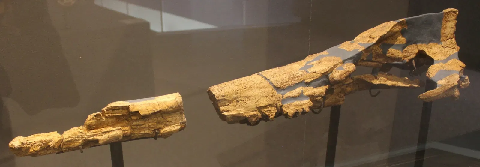 University of Michigan Museum of Natural History