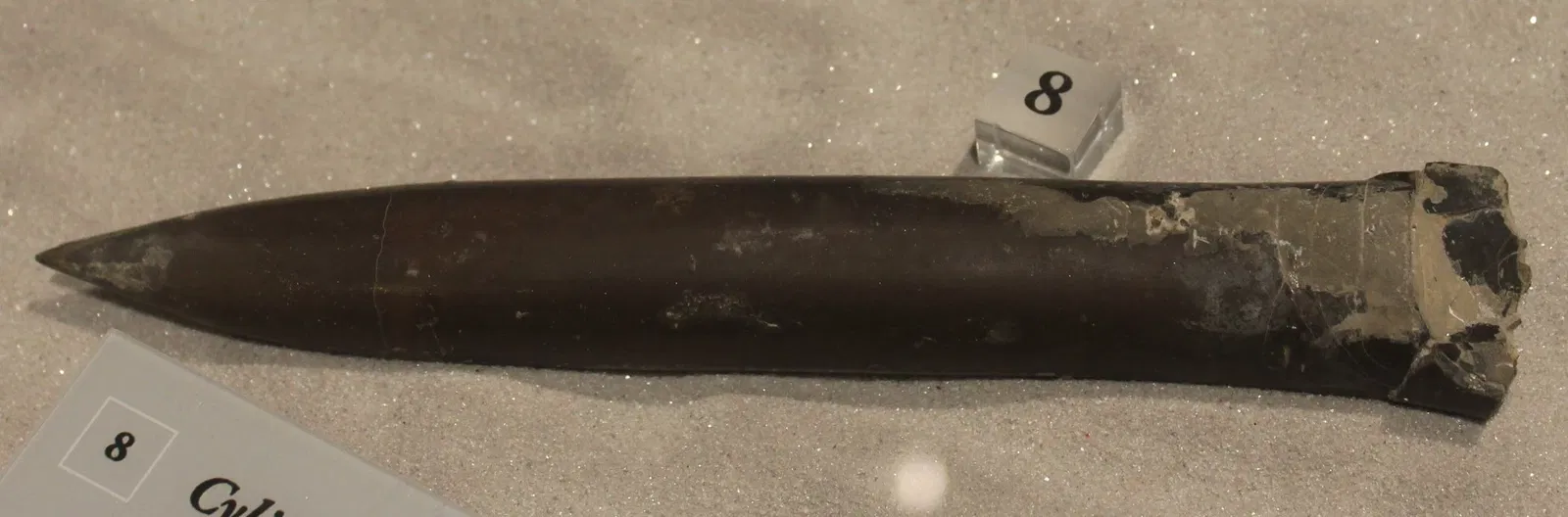 University of Michigan Museum of Natural History