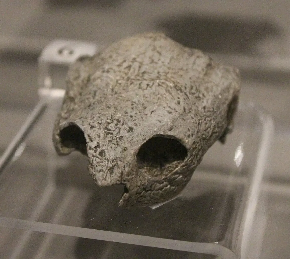 University of Michigan Museum of Natural History