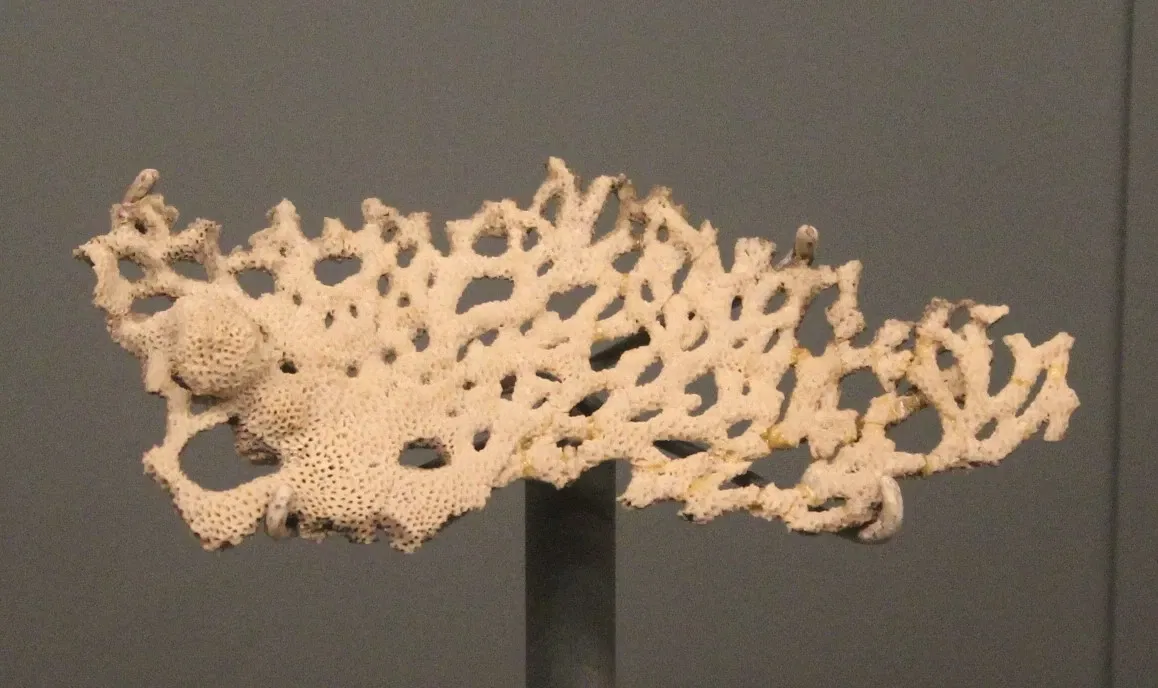 University of Michigan Museum of Natural History