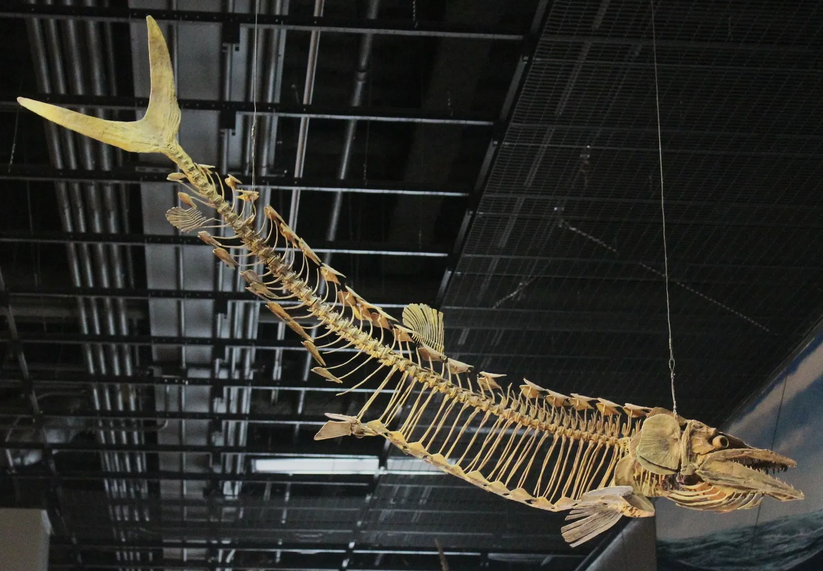 University of Michigan Museum of Natural History