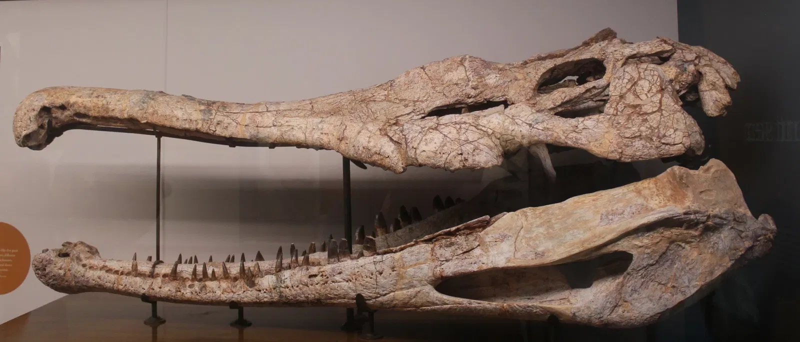 University of Michigan Museum of Natural History