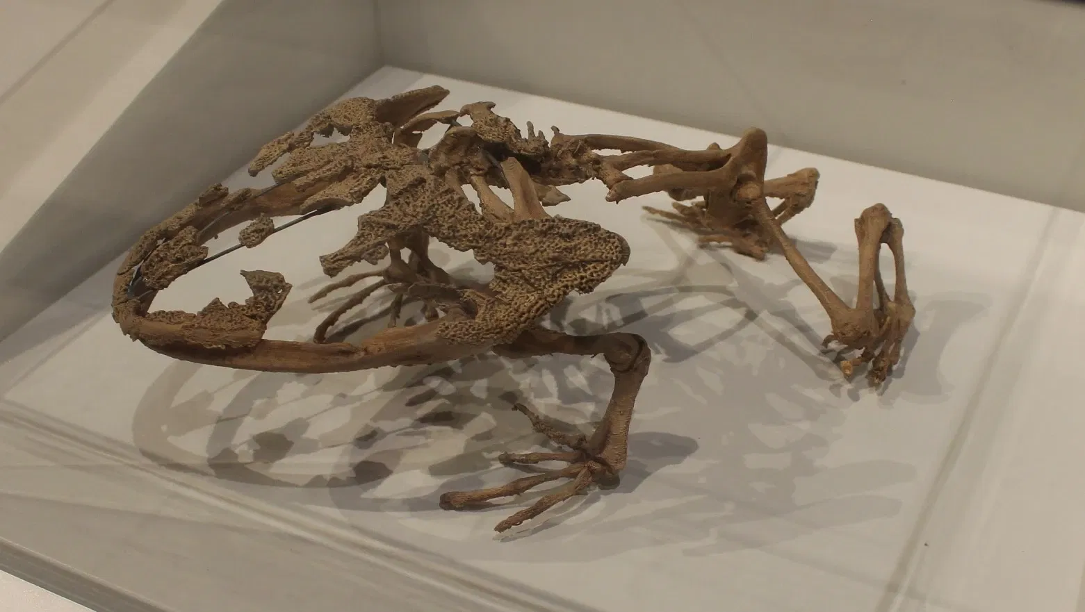 University of Michigan Museum of Natural History