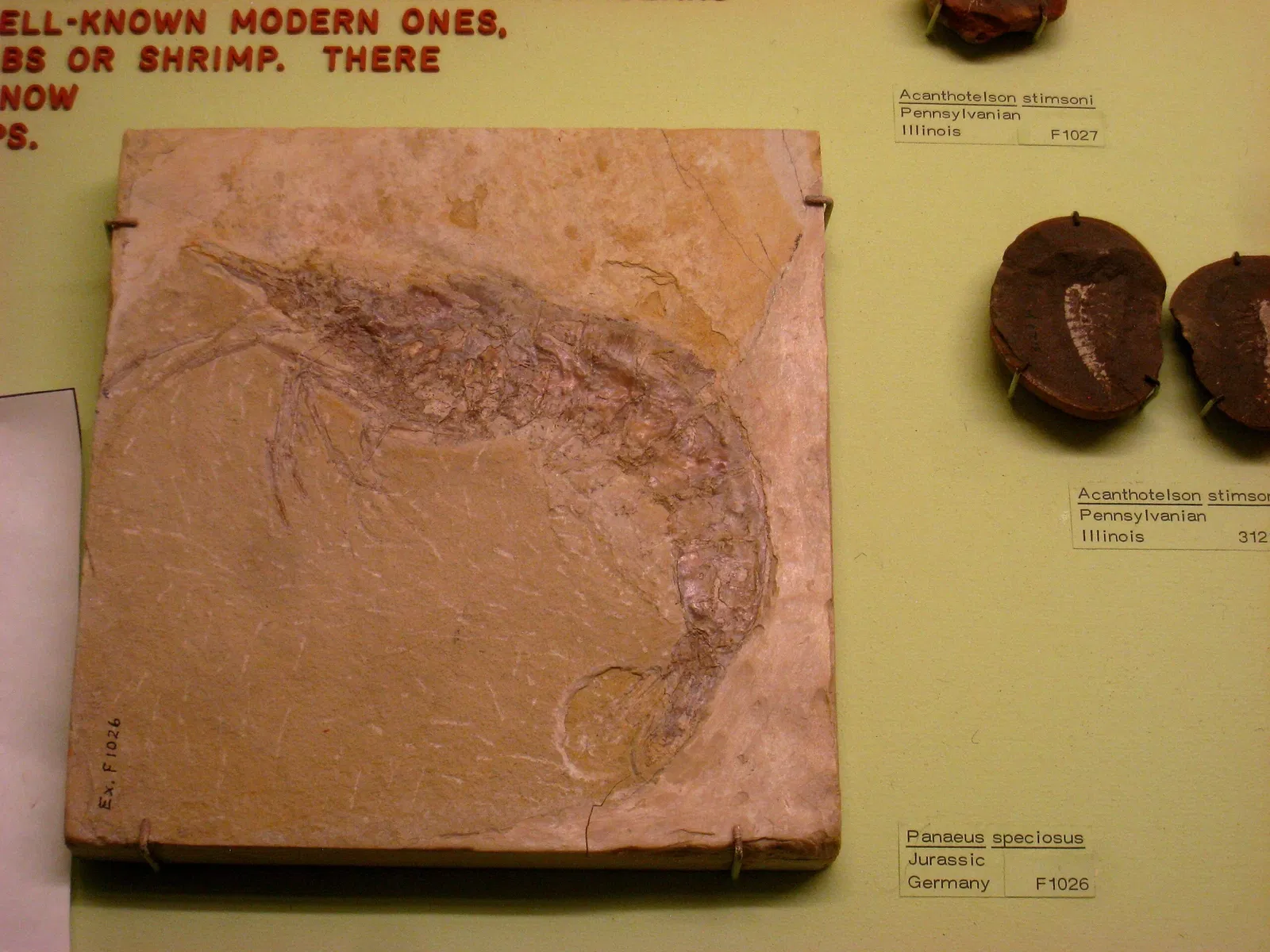 University of Michigan Museum of Natural History