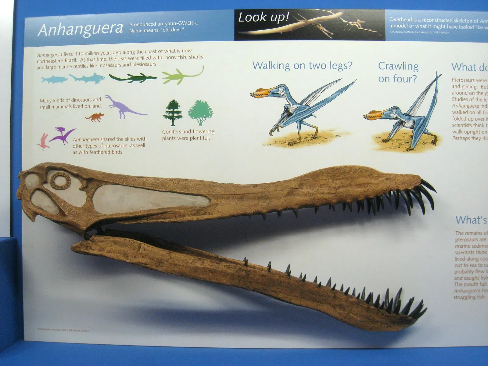 University of Michigan Museum of Natural History