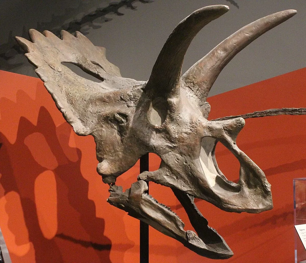 University of Michigan Museum of Natural History